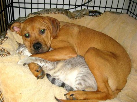 40 Dogs And Cats Who Just Love To Cuddle