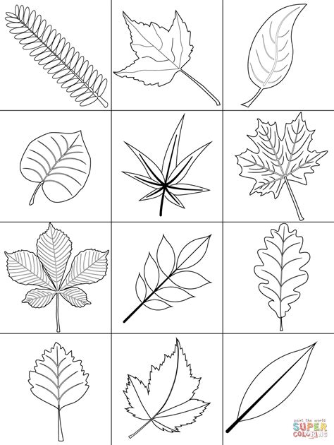 Autumn Leaves Coloring Page Free Printable Coloring Pages
