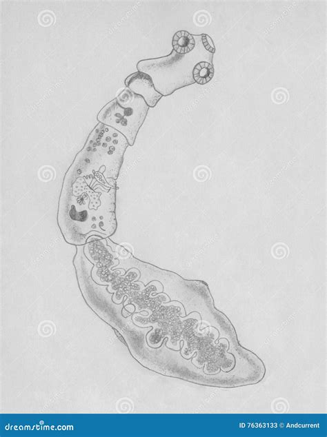 An Echinococcus Granulosus Stock Illustration