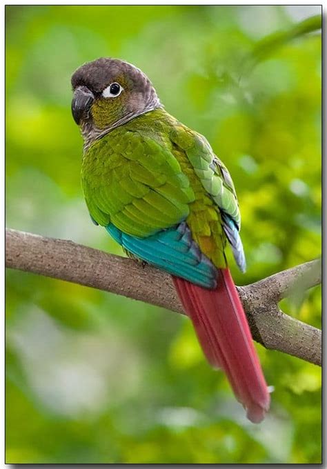 Where Are Parakeets Native To Parakeet Habitats 2023