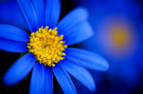 Macro Flowers Blue Flowers Wallpapers Hd Desktop And