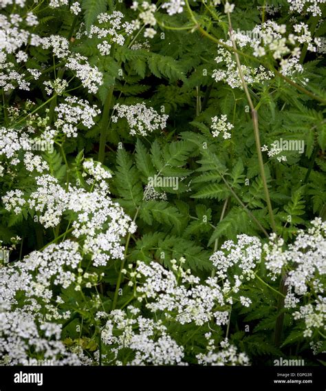 Cow Parsley Anthriscus Sylvestris Top View Of Several White Flowers
