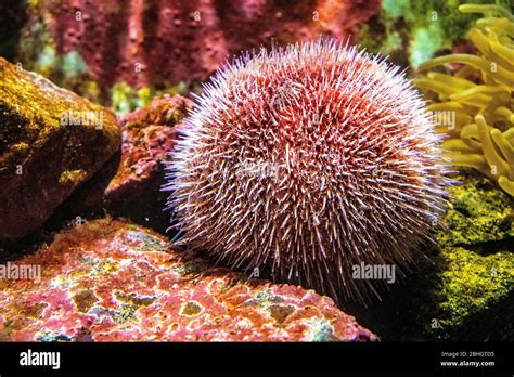 Single European Edible Sea Urchin Latin Echinus Esculentus