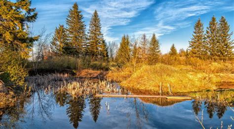 1080x2400 Lake Forest Trees 1080x2400 Resolution Wallpaper Hd Nature