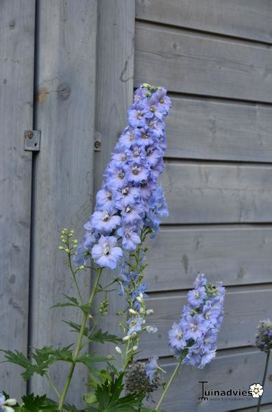 Ridderspoor Delphinium Magic Fountain Sky Bluewhite Bee Planten