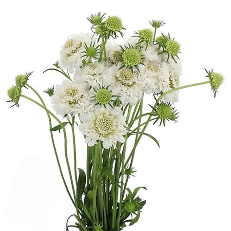 Scabious Focal Scoop White 60cm Wholesale Dutch Flowers And Florist