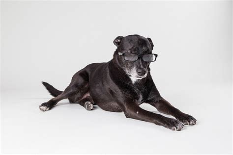 16 Adorable Photos Of Dogs Wearing Glasses