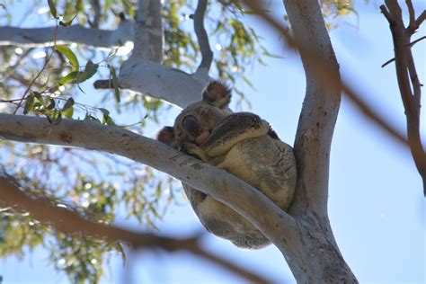 Can We Save Australias Koalas Livetribe Blog