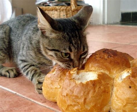 Cat Shaped Bread And Bread Shaped Cats Laptrinhx News