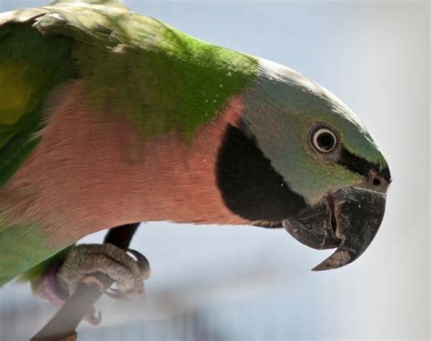 17 Best Images About Moustache Parakeet Parrots On Pinterest The