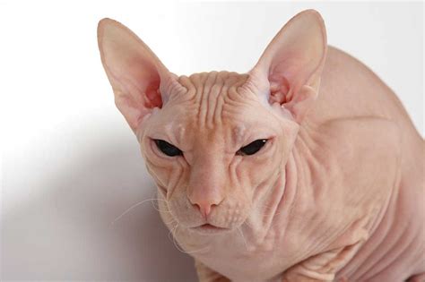 The Don Sphynx Cat Hairless Cat Sphynx Cat Cat Furry