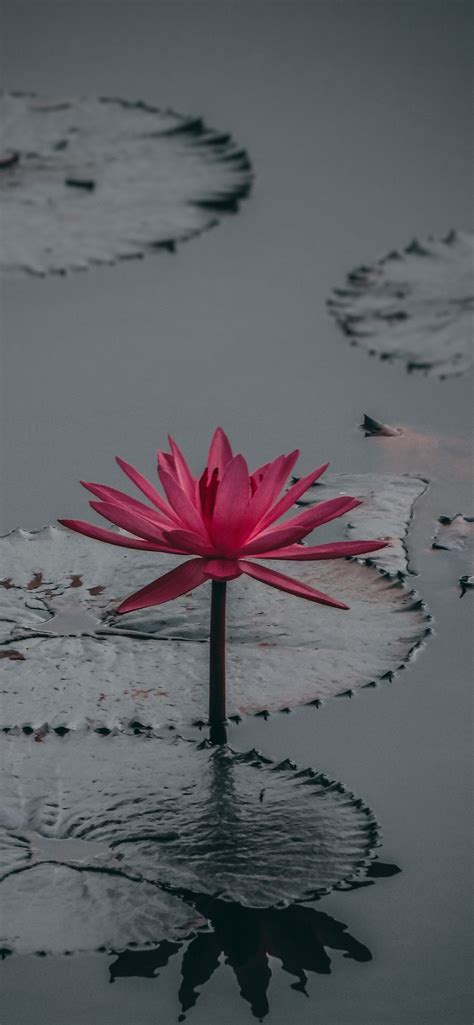 Lotus Flower Wallpaper For Iphone 11 Pro Max X 8 7 6 Free
