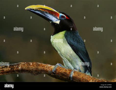 Green Aracari Pteroglossus Viridis Sitting On A Branch Lateral