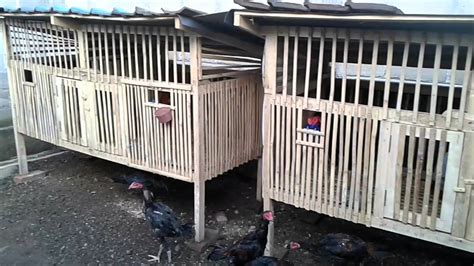 Ayam muda sering mendapat perlakuan diskriminasi dari. Kandang Ayam bangkok dan ayam birma - YouTube
