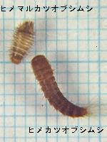 The site owner hides the web page description. 家屋害虫