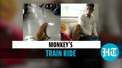 Watch Monkey Inside Metro Train In Delhi Sits Next To Passengers
