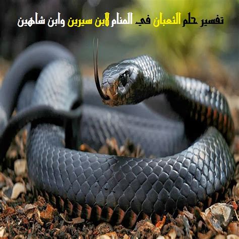 تفسير سم الافعى في المنام. تفسير سم الافعى في المنام : تفسير لدغة الأفعى في المنام ...