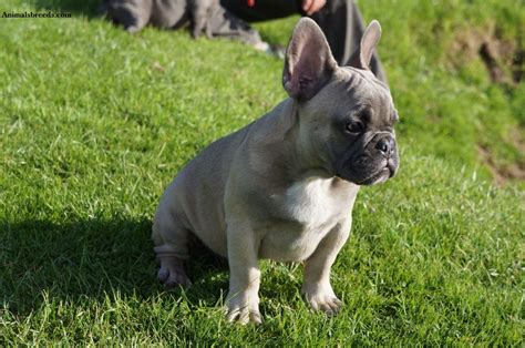 Absolutely stunning lilac and tan points boy full akc family raised with our kids and other pets i have a fawn pied merle male french bulldog for sale. French Bulldog - Puppies, Rescue, Pictures, Information ...