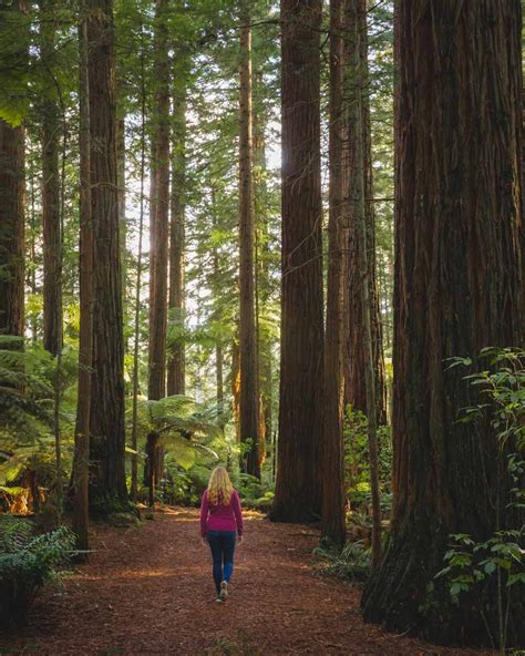 Redwoods Rotorua The Paid Vs Free Experience Walk My World