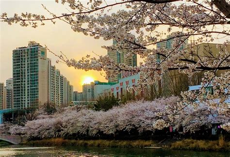 7 Spot Terbaik Untuk Melihat Cherry Blossom Di Korea Selatan Namsan