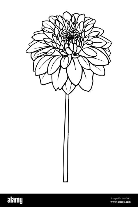 Contour Drawing Of A Dahlia Flower Vector Isolated Clipart Minimal
