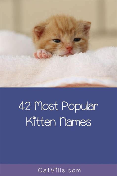 These Are The Top Most Popular Kitten Names Catvills Kitten