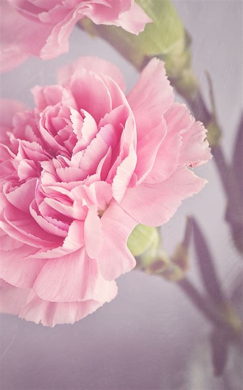 Free Download Pink Carnation Flower Image Peakpx 3008x2008 For Your