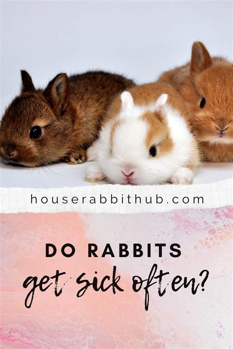 Do Bunnies Get Sick Often House Rabbit Hub