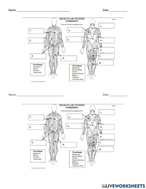 Printable Muscle Labeling Worksheets Printable Worksheets