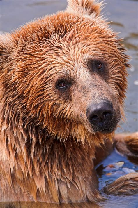 Portrait Of A Bear Looking At Me Grizzly Bear Bear Animals