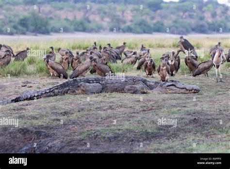 le parc national de chobe botswana chobe river le crocodile du nil crocodylus niloticus
