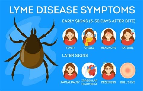 Lyme Disease Symptoms Diagnosis And Cure 2021
