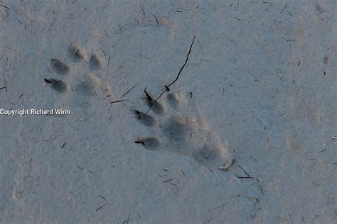 Front And Hind Otter Prints In Estuarine Mud Avalon Light Photoart