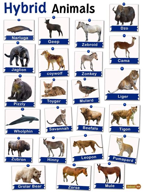 Hybrid Animals List And Facts With Pictures
