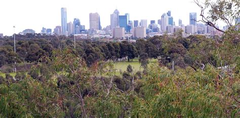 Does Higher Density City Development Leave Urban Forests Out On A Limb