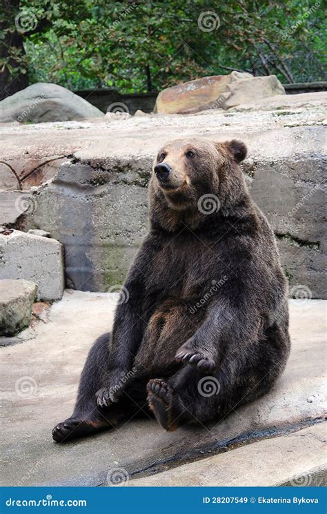Big Brown Bear Sitting On The Ground Stock Image Image Of Wildlife