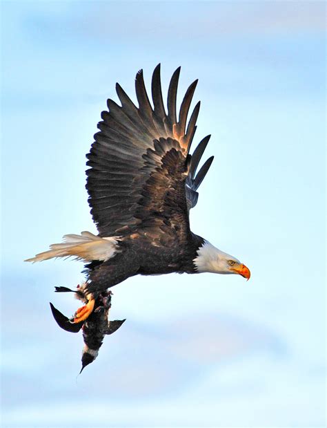 Predator Versus Prey An Eagles Eye View — Seadoc Society