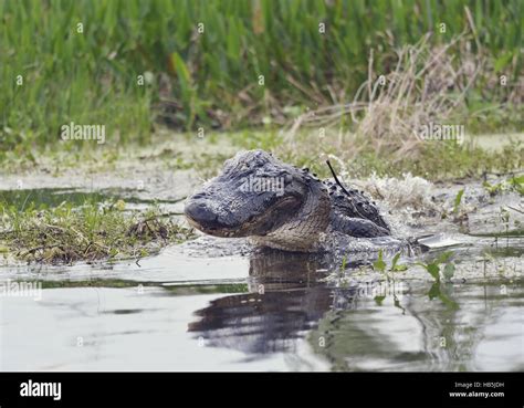 Wild Florida Alligator Stock Photo Alamy