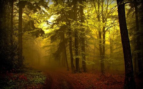 Download Wallpaper In Forest Smoke Forest Download Photo