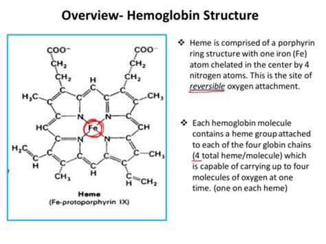 Ihl Hemoglobin Synthesis And Catabolism Flashcards Quizlet