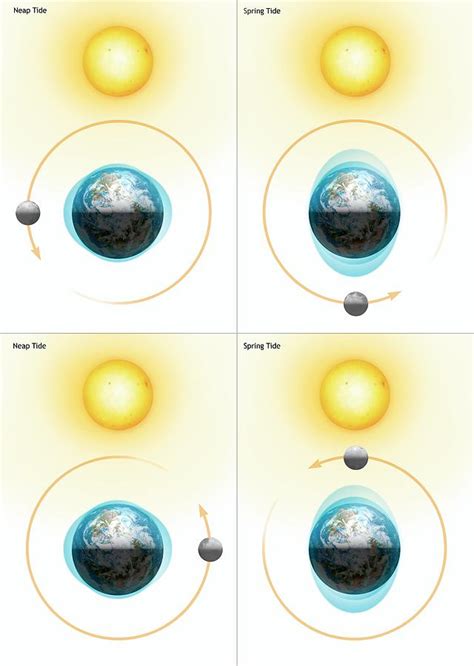 Diagram Showing The Lunar Tides Photograph By Mark Garlickscience
