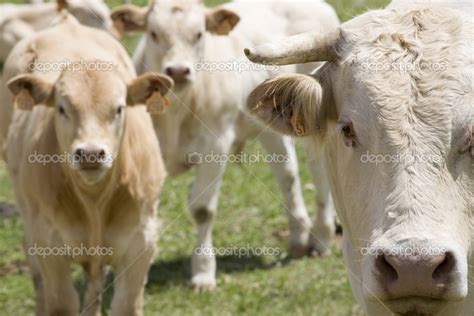 Cows In Field — Stock Photo © Londondeposit 33893089