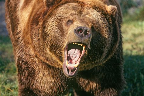 Massive grizzly bear mauls hunter to death in first-of-its-kind attack ...