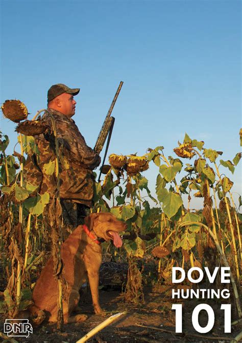 Six Tips For A Successful Dove Season Dnr News Releases