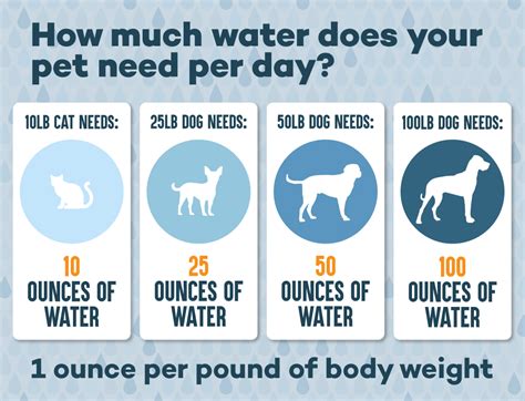 How Much Water Does A Dog Need Per Day
