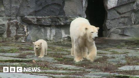Baby Polar Bear Takes First Steps At Berlin Zoo Bbc News