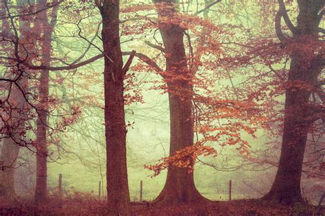Forest Trees Fine Art Photography Print By