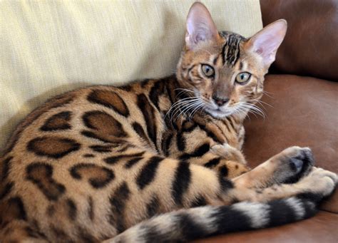 Beautiful Bengals The Bengal Cat Directory Resource For Bengal Cats