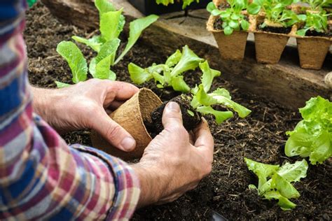 Gartenarbeit im Juli Alles auf einen Blick