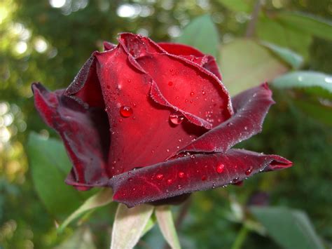 Red Rose Bud With Dew Drops Free Image Download